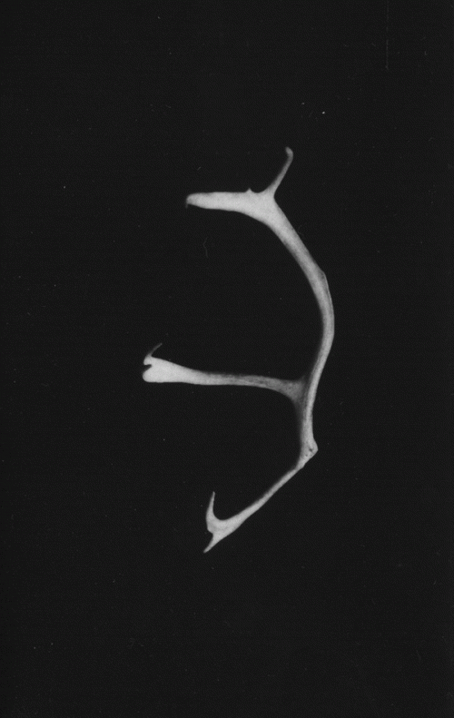 Разрыв Связи. 24 212 Дней